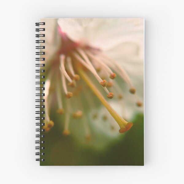 Aperçu de l'œuvre Fleur de cerisier Sakura créée et vendue par SketchEguy.