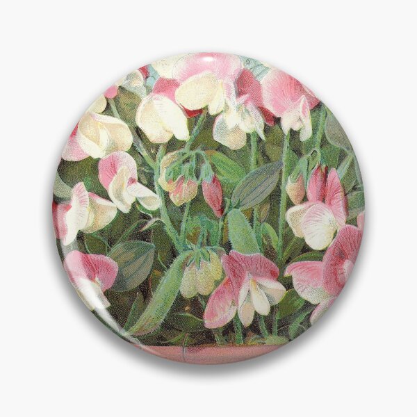 Item preview, Pink Cupid Sweet Pea - Burpee's 1898 designed and sold by killies.