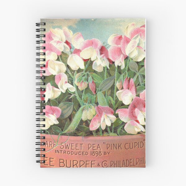 Item preview, Pink Cupid Sweet Pea - Burpee's 1898 designed and sold by killies.