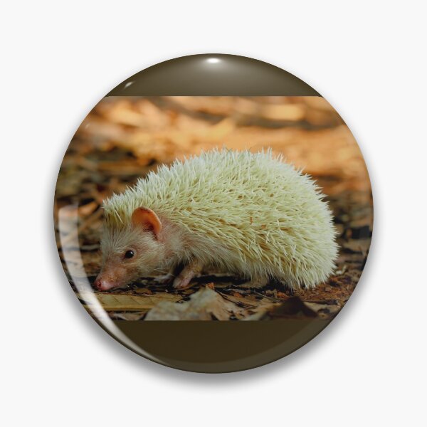 Item preview, Albino Hedgehog designed and sold by neteor.