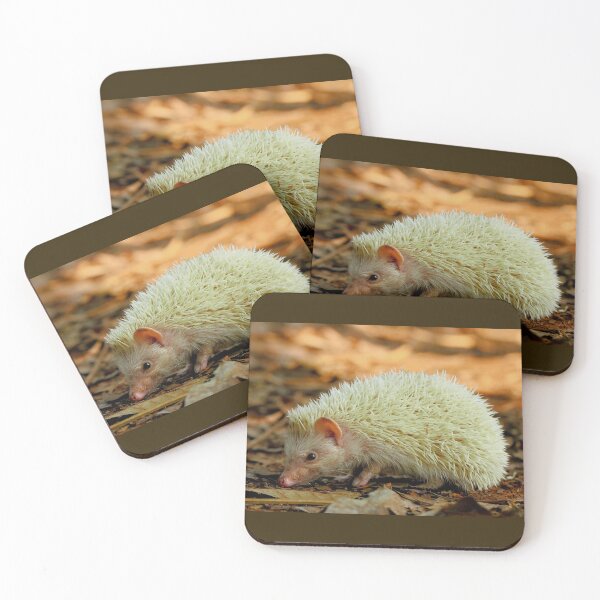 Item preview, Albino Hedgehog designed and sold by neteor.