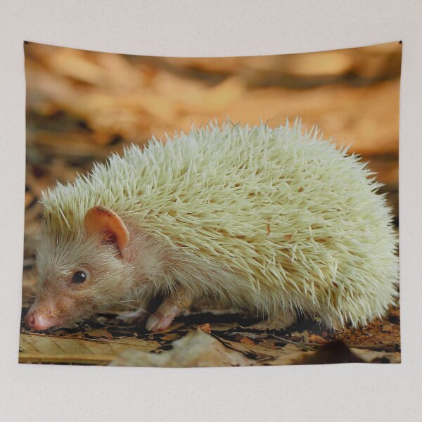 Item preview, Albino Hedgehog designed and sold by neteor.