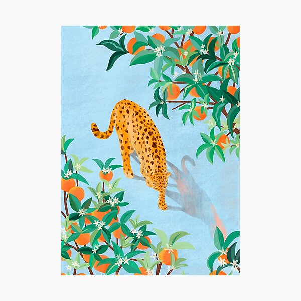 Leopard and Orange Trees Photographic Print