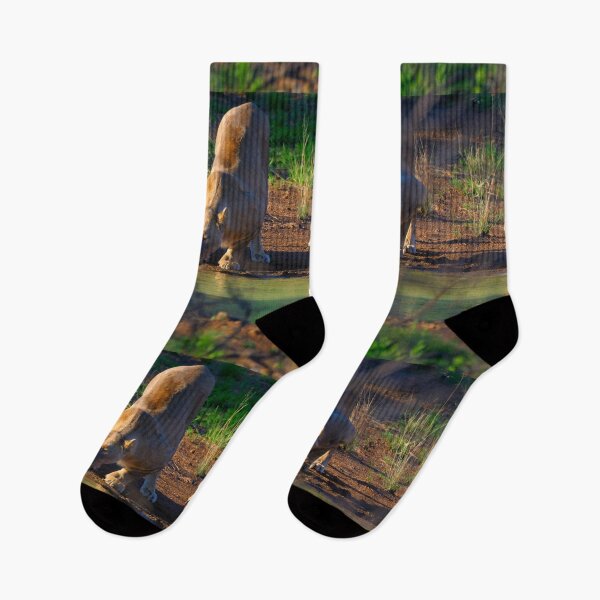 Item preview, Lionesses at the watering hole designed and sold by Totallyalive.