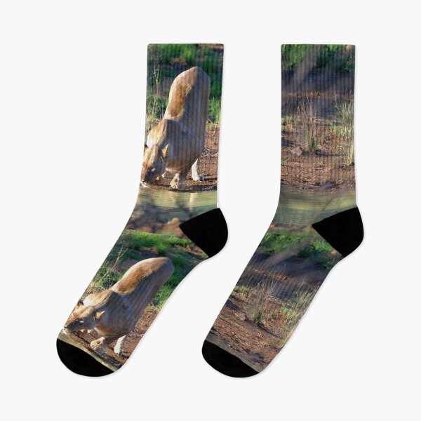 Item preview, Lionesses at the watering hole designed and sold by Totallyalive.