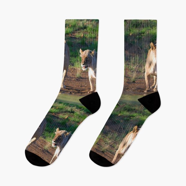 Item preview, And the Buffalo said to the Giraffe... Lionesses chatting at the watering hole designed and sold by Totallyalive.