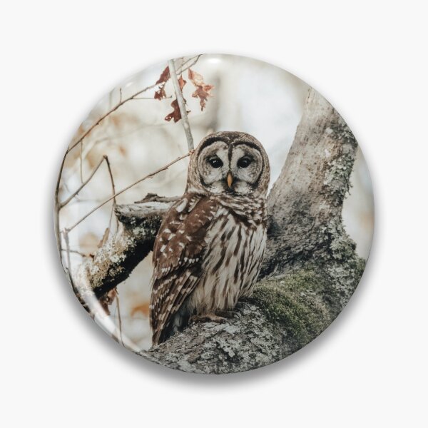 Item preview, Barred Owl designed and sold by jacindasgarner.