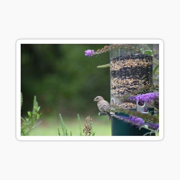 Bird with Birdseed in its Mouth Sticker