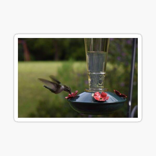 Hummingbird in Summer Sipping Sugar Water Sticker