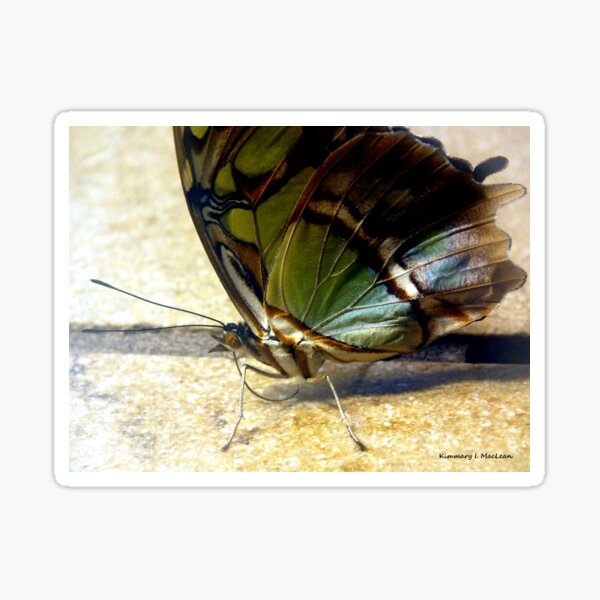 Malachite Butterfly 2 Sticker