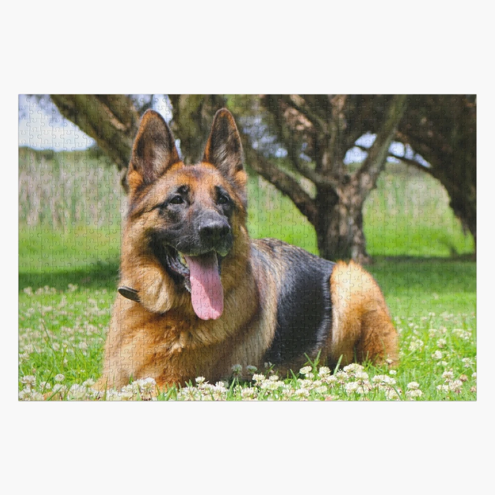 German Shepherd Resting  Jigsaw Puzzle for Sale by Nicola Morgan