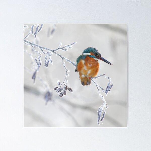Ice bird Poster