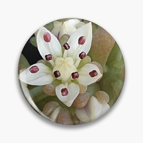 Item preview, Succulent Bloom designed and sold by HORTYBYNATURE.