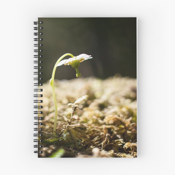 Item preview, Shy Maiden Photography Print  designed and sold by griffingphoto.