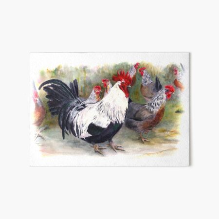 Dorking poultry (fowl, chickens, chooks) Art Board Print