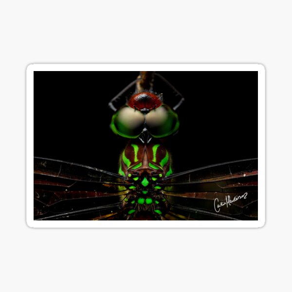 Neon Green Dragonfly Print Sticker