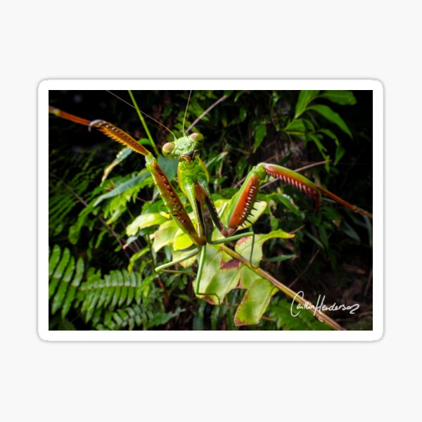 Praying Mantis - Give me a hug! Sticker
