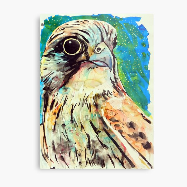 Nankeen Kestrel Metal Print