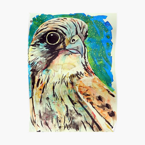 Nankeen Kestrel Poster