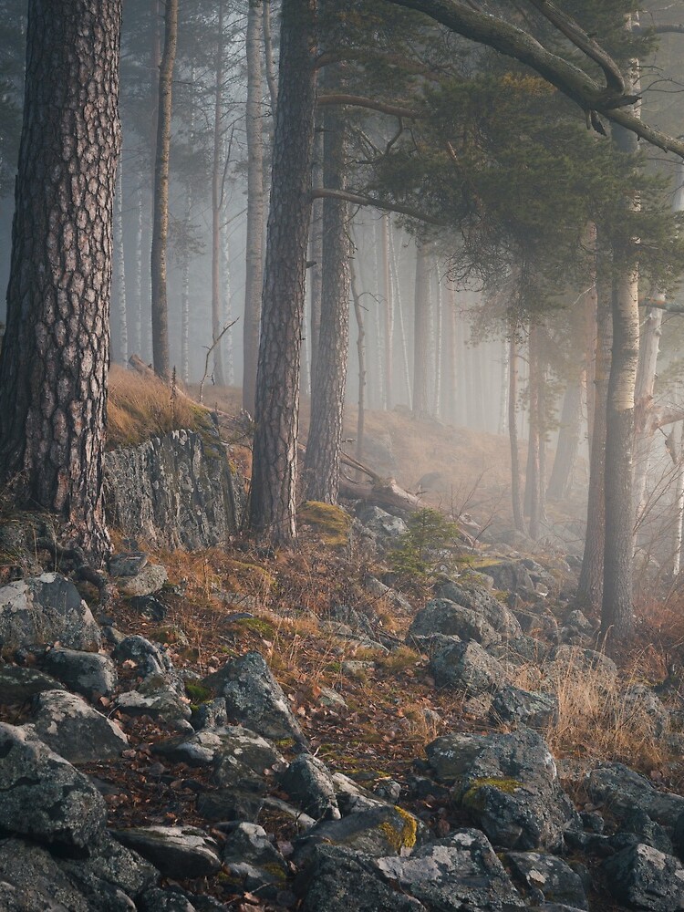 Foggy forest landscape by Juhku