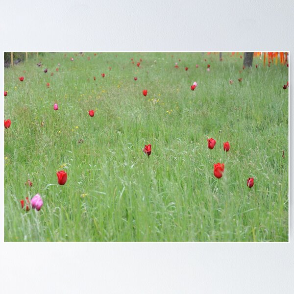 Item preview, tulips designed and sold by jon  daly.