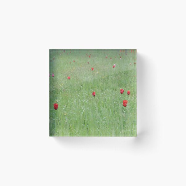 Item preview, tulips designed and sold by jon  daly.