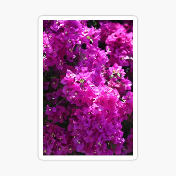 Bougainvillea Flowers Sticker