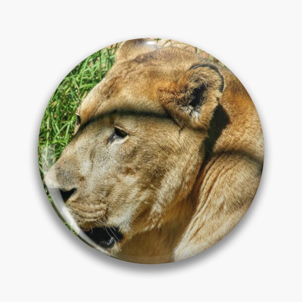 Item preview, Lioness On The Grass designed and sold by eidann.