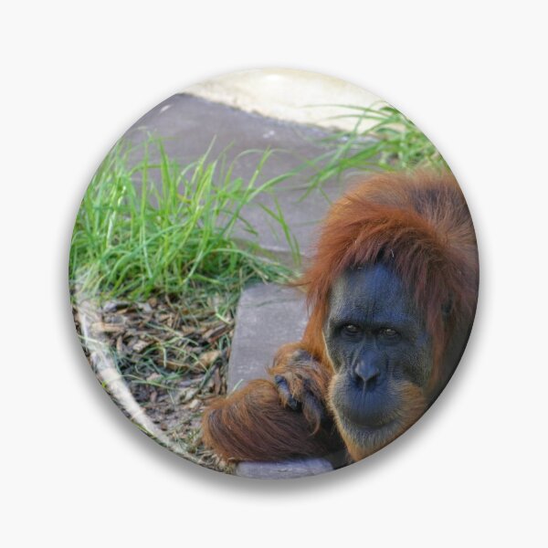 Item preview, Orangutan Lunch Break designed and sold by eidann.
