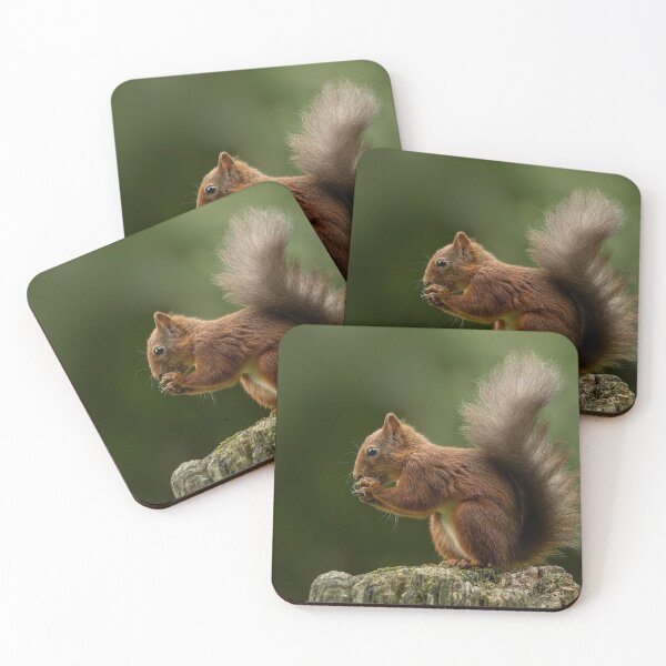 Item preview, Red squirrel eating hazelnut designed and sold by wildlifephoto.