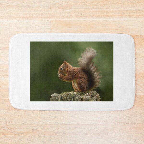 Item preview, Red squirrel eating hazelnut designed and sold by wildlifephoto.