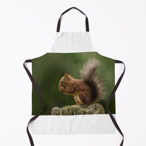 Item preview, Red squirrel eating hazelnut designed and sold by wildlifephoto.