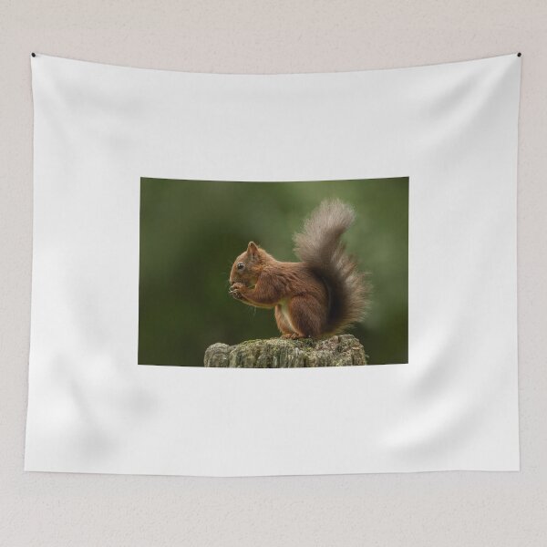 Item preview, Red squirrel eating hazelnut designed and sold by wildlifephoto.