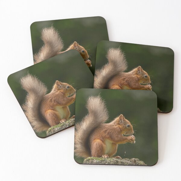 Item preview, Red Squirrel eating nut designed and sold by wildlifephoto.