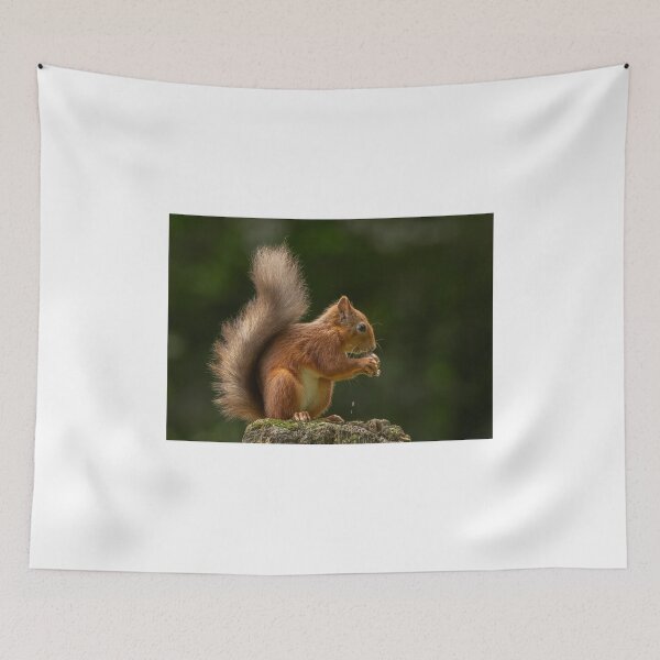 Item preview, Red Squirrel eating nut designed and sold by wildlifephoto.