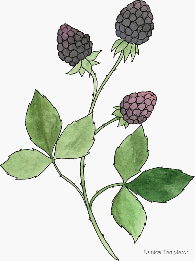 Thumbnail 3 von 3, Sticker, Brombeere Aquarellmalerei designt und verkauft von NatureNerdiness.