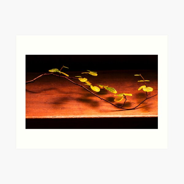 Comp day fagus week 2014 Art Print