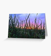 Cattail with color Greeting Card
