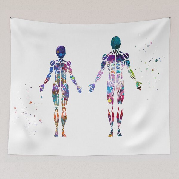 Item preview, Female and Male Frontal Muscle Anatomy  designed and sold by EvasDreams.