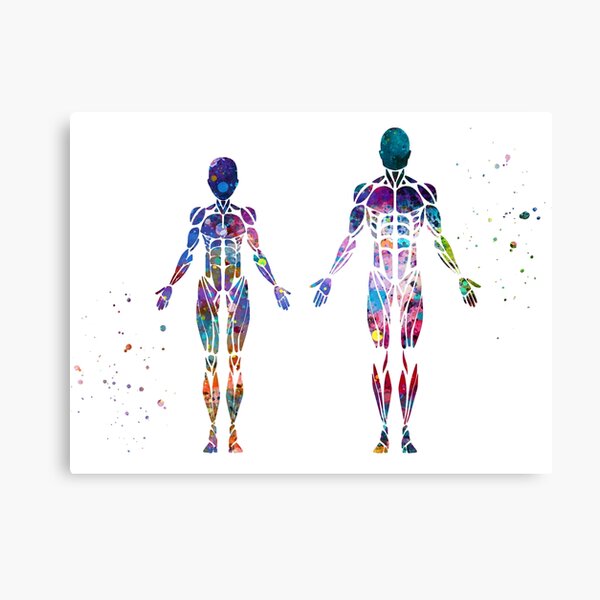Female and Male Frontal Muscle Anatomy  Canvas Print