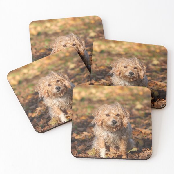 Item preview, Sit! designed and sold by GreyFeatherPhot.