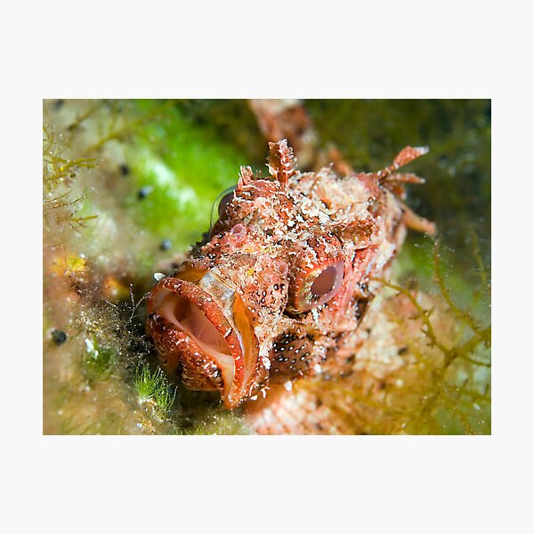 Dwarf Scorpionfish Photographic Print