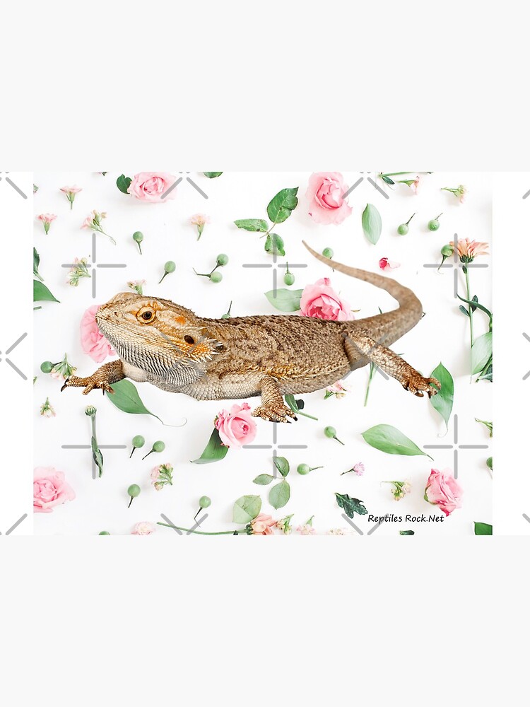 Bearded Dragon On A Carnation Background by snibbo71