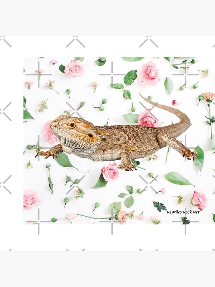 Bearded Dragon On A Carnation Background by snibbo71