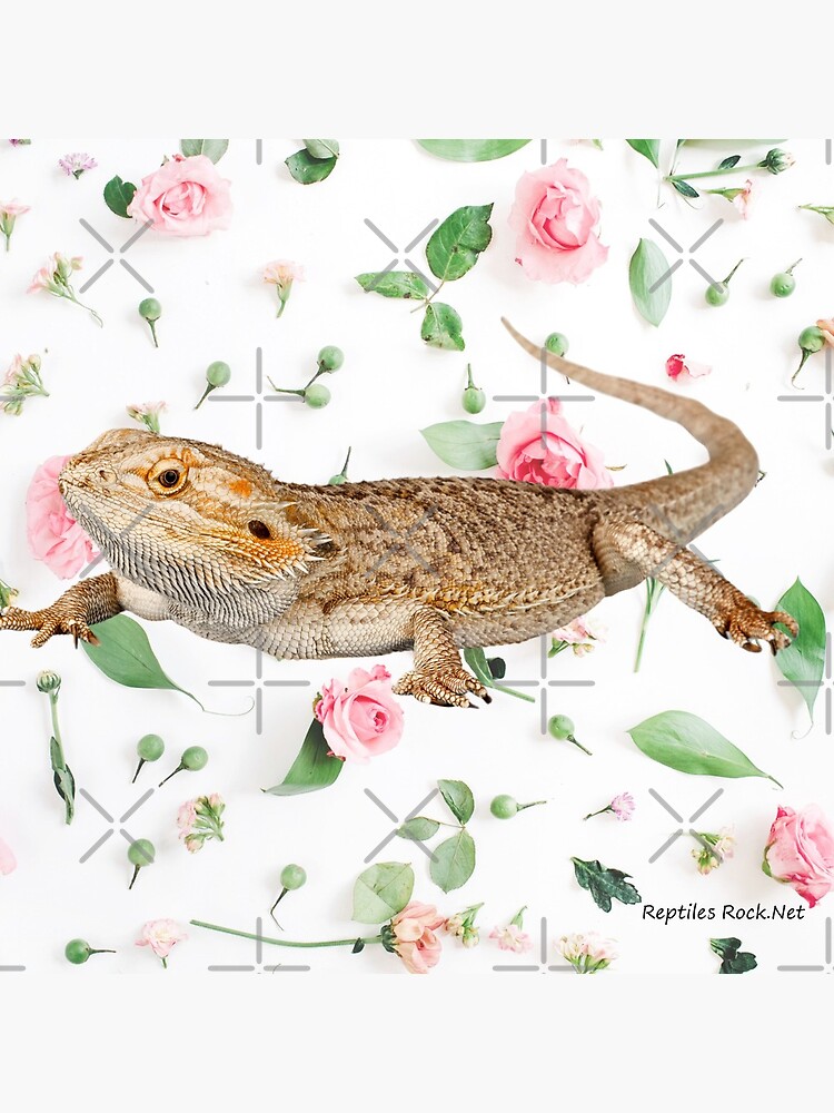 Bearded Dragon On A Carnation Background by snibbo71