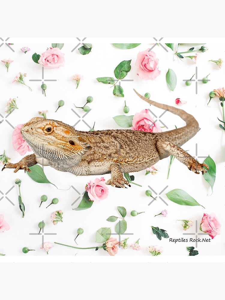 Bearded Dragon On A Carnation Background by snibbo71