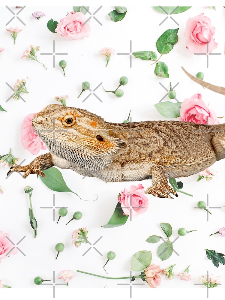Bearded Dragon On A Carnation Background by snibbo71