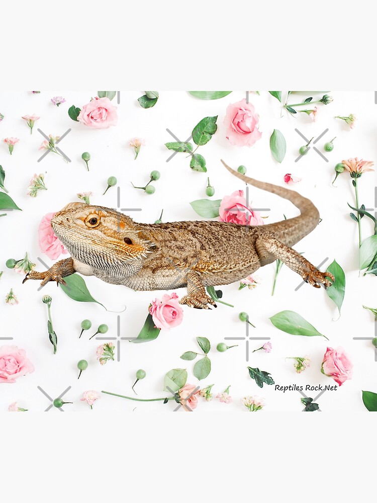 Bearded Dragon On A Carnation Background by snibbo71