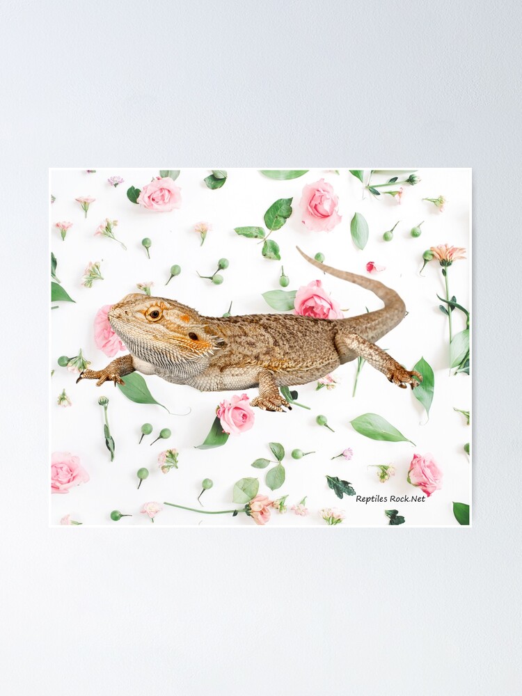 Alternate view of Bearded Dragon On A Carnation Background Poster