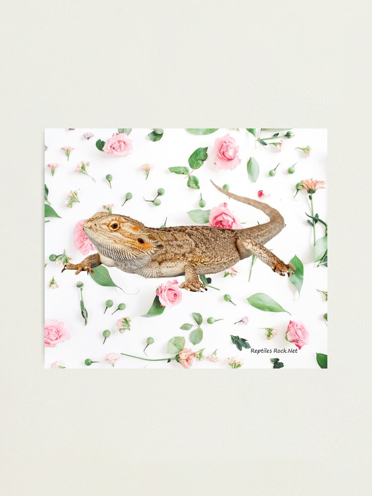 Alternate view of Bearded Dragon On A Carnation Background Photographic Print